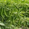 Green chilies farming field with fresh green chili plants growing in rows showing healthy crop and high yield cultivation