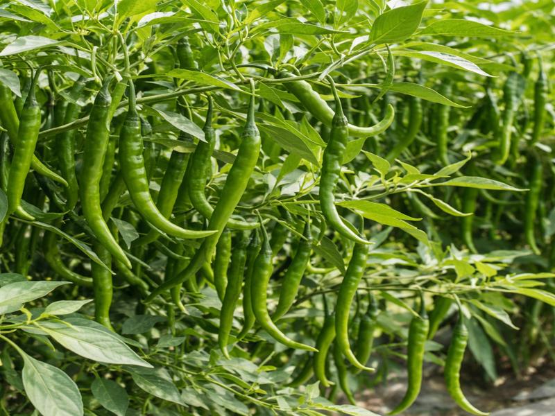 Green chilies farming field with fresh green chili plants growing in rows showing healthy crop and high yield cultivation