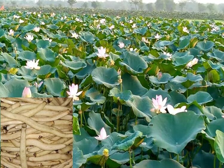 Kamal Kakdi Ki Kheti