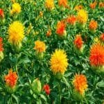 Kusum Ki Kheti Kaise Karen Aur Adhik Utpadan Ki Jankari