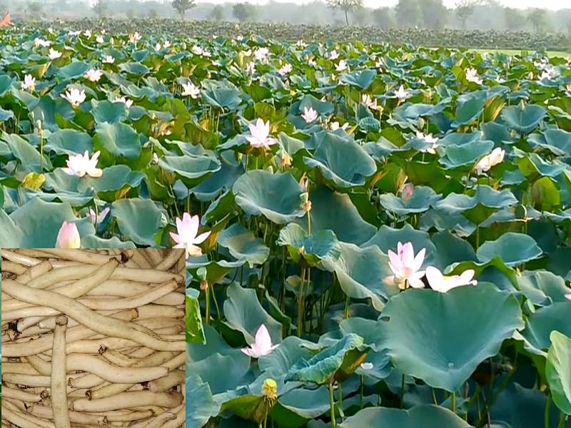 Lotus Cucumber