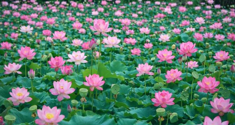 Lotus Farming in India