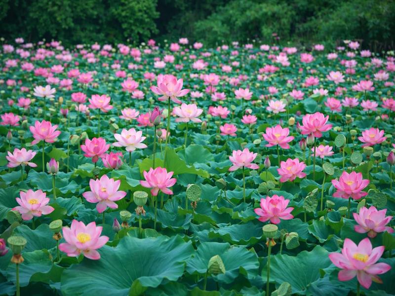 Lotus Farming in India