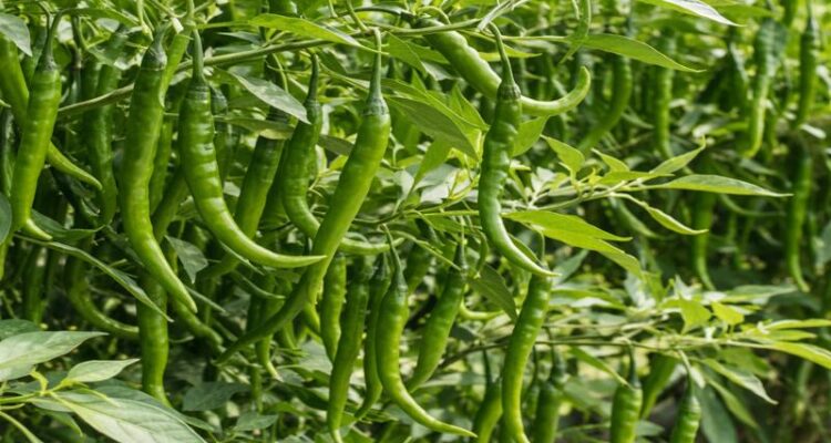 Mirch Ki Kheti Kaise Kare