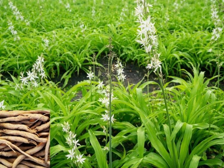 Safed Musli Farming
