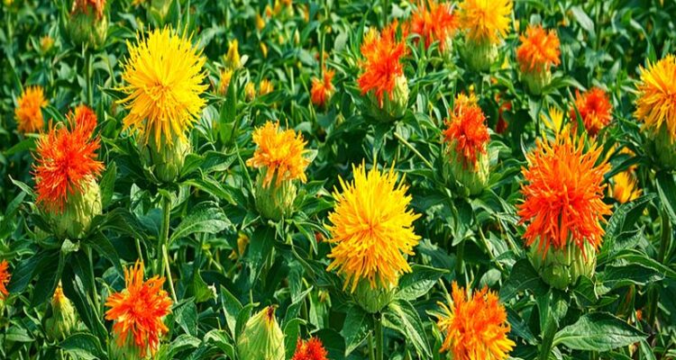 Safflower Farming