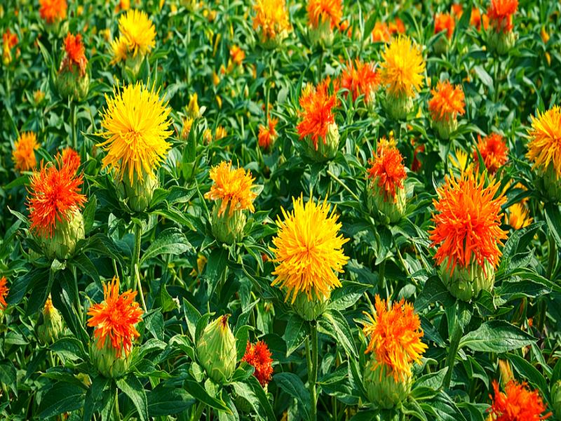 Safflower Farming