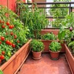 ghar ki chhat par terrace farming setup me sabzi ugate hue plants