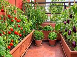 ghar ki chhat par terrace farming setup me sabzi ugate hue plants