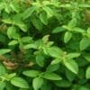 Tulsi Farming