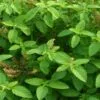 Tulsi Farming