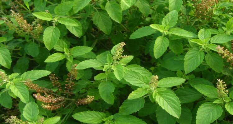 Tulsi Farming