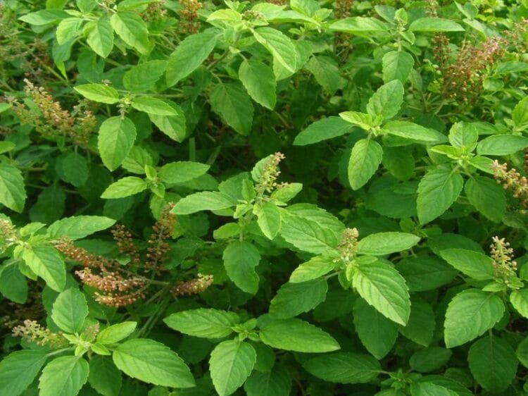 Tulsi Farming