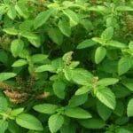 tulsi ki kheti kaise kare aur tulsi farming se kamai ka tarika