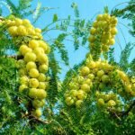 Amla ki kheti ka tarika aur hybrid amla farming India guide