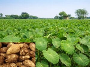 Arbi farming field with fresh taro roots and arbi sabji recipe prepared with colocasia leaves and stems