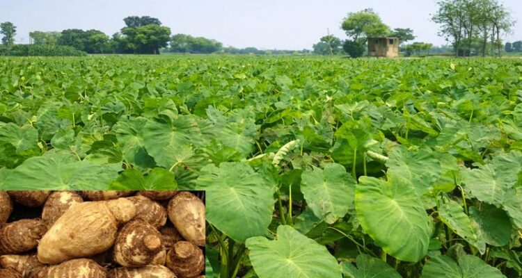 Arbi farming field with fresh taro roots and arbi sabji recipe prepared with colocasia leaves and stems