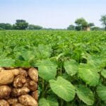 arbi ki kheti ka tarika aur sahi samay india farming guide