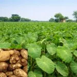 arbi ki kheti ka tarika aur sahi samay india farming guide