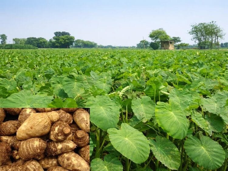 arbi ki kheti ka tarika aur sahi samay india farming guide
