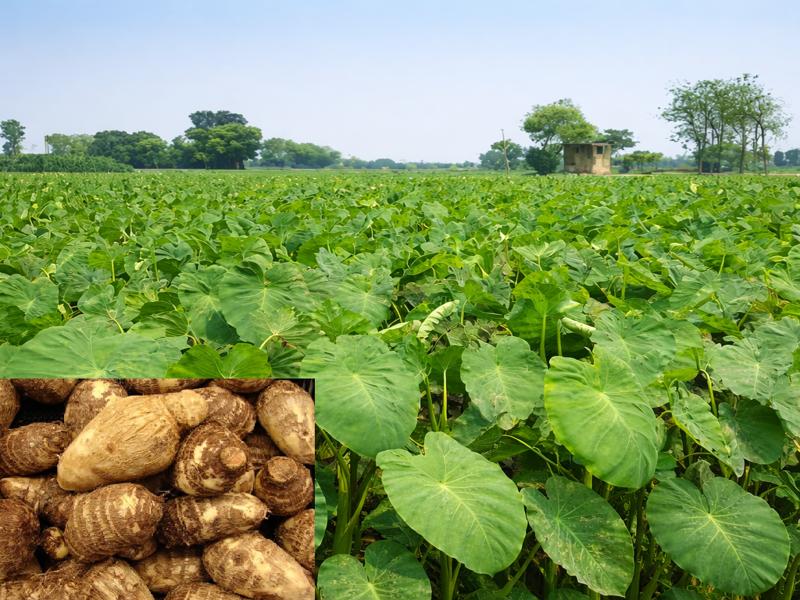 arbi ki kheti ka tarika aur sahi samay india farming guide