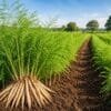 Healthy asparagus crop growing in Indian farm field cultivation