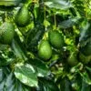 Avocado farming in India showing avocado trees, cultivation process, and profit per acre yield