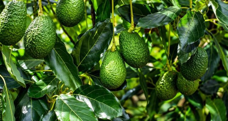 Avocado farming in India showing avocado trees, cultivation process, and profit per acre yield