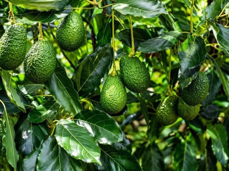 Avocado farming in India showing avocado trees, cultivation process, and profit per acre yield