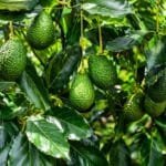 avocado ki kheti butter fruit farming india me kaise kare aur ped kaise ugaye
