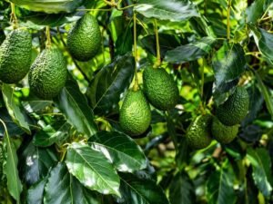 avocado ki kheti butter fruit farming india me kaise kare aur ped kaise ugaye