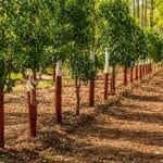 chandan ki kheti se crore ki kamai farming business idea