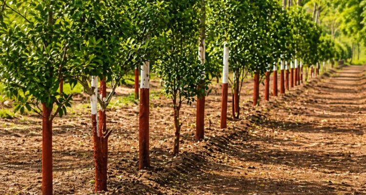 chandan ki kheti se crore ki kamai farming business idea