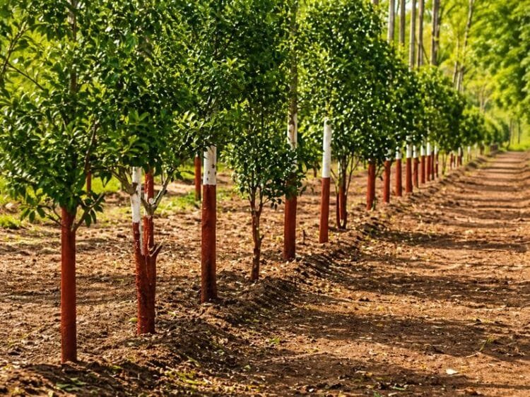 chandan ki kheti se crore ki kamai farming business idea