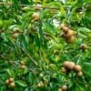 chiku farming in india profit and sapota fruit cultivation guide