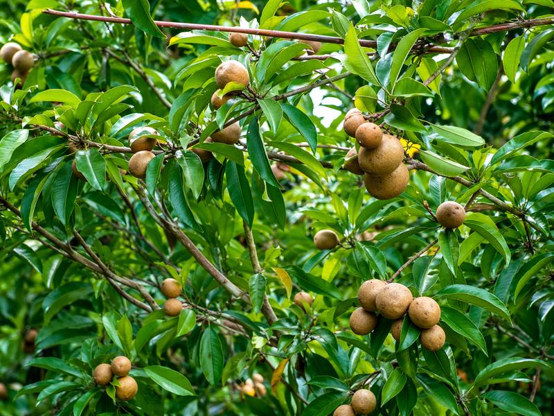 chiku farming in india profit and sapota fruit cultivation guide