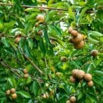 chiku ki kheti kaise kare sapota farming guide india me