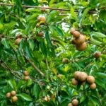 chiku ki kheti kaise kare sapota farming guide india me