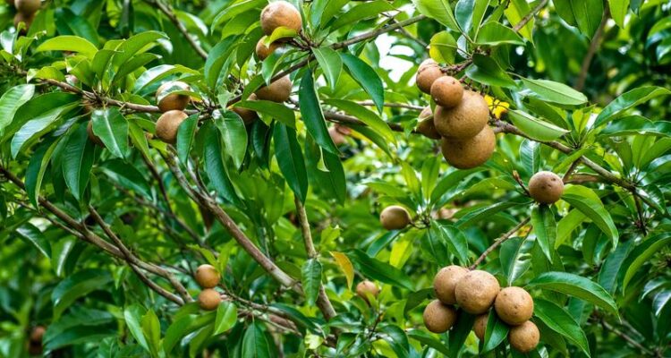 chiku ki kheti kaise kare sapota farming guide india me