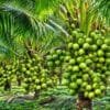 Coconut farming in India showing trees and profit per acre potential