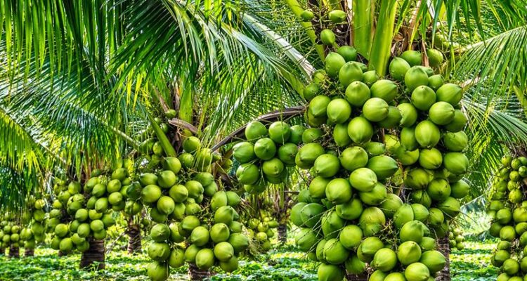 Coconut farming in India showing trees and profit per acre potential