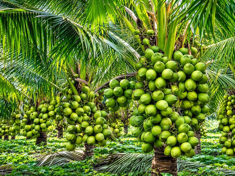 Coconut farming in India showing trees and profit per acre potential