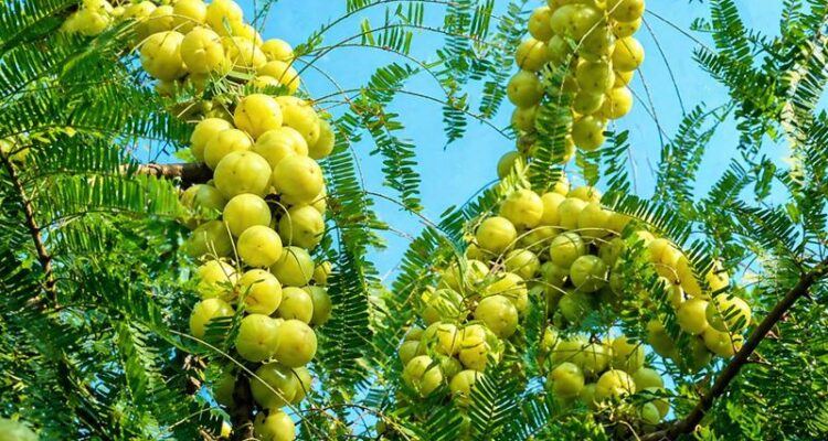 Healthy gooseberry plants growing in a farm with green fruits