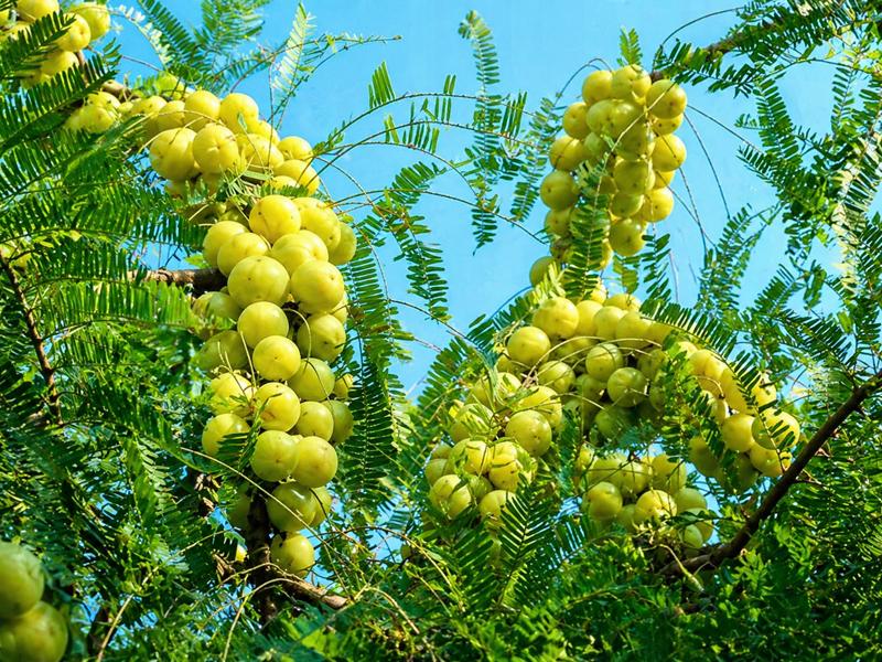 Healthy gooseberry plants growing in a farm with green fruits