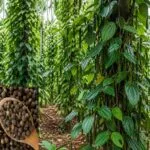 kali mirch ki kheti ka tarika aur black pepper farming india