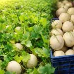 kharbuja ki kheti summer me kaise kare aur adhik paidavaar tips