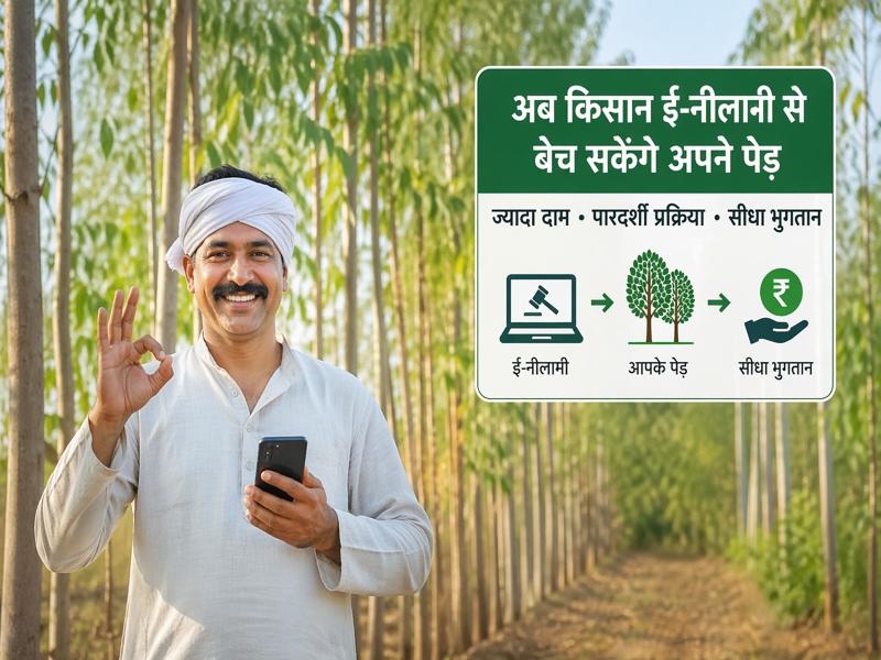 kisan e-nilami se eucalyptus aur poplar ped bechte hue