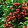 Litchi farming orchard with ripe lychee fruits ready for harvest