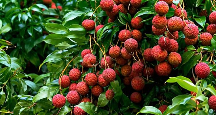 Litchi farming orchard with ripe lychee fruits ready for harvest