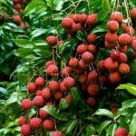litchi ki kheti se jyada munafa kamane ka asaan tarika